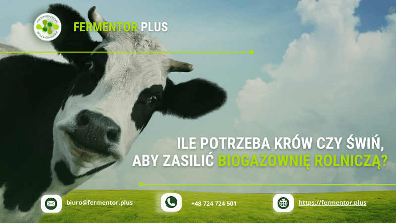 ile trzeba krow lub swin aby zasilic biogazownie rolnicza