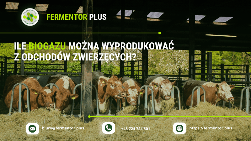 Ile biogazu można wyprodukować z odchodów zwierzęcych