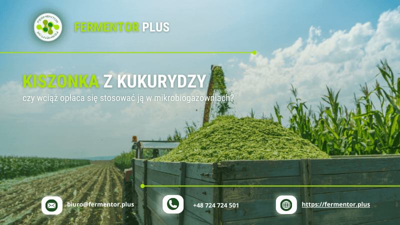 kiszonka z kukurydzy