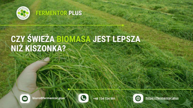 Czy świeża biomasa jest lepsza niż kiszonka